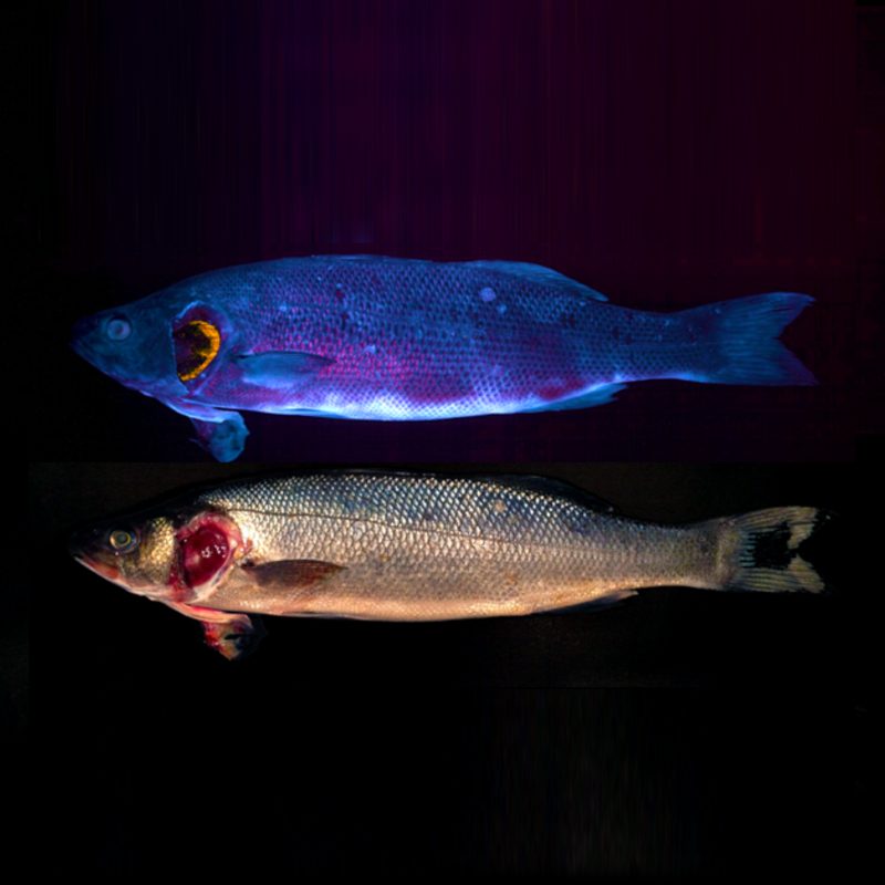 Fish freshness inspection with a spectral camera